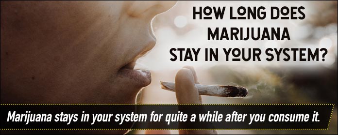 how long does marijuana stay in your system