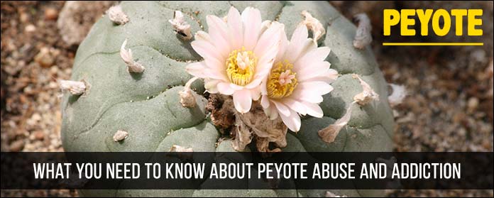 peyote abuse addiction